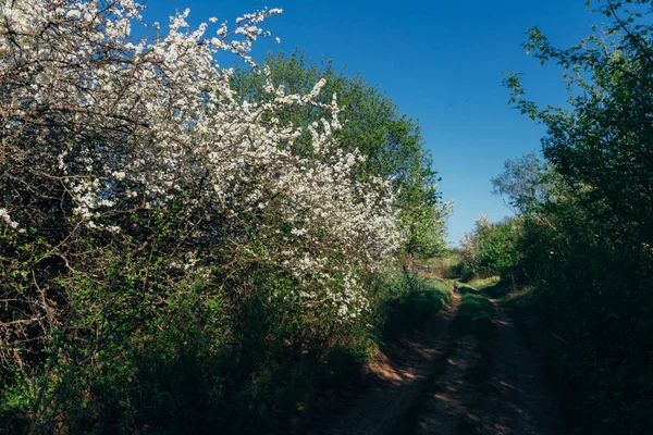 Rama Cerezo Con Flores Blancas Que Florecen Principios Primavera Jardín —  Fotos de Stock