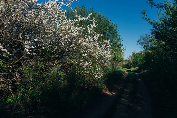 Beyaz çiçekli Bahçe, erken ilkbaharda çiçek açan kiraz dal. kırsal yolun çalışır