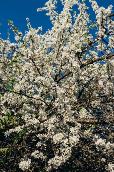 Beyaz çiçekli Bahçe, erken ilkbaharda çiçek açan kiraz Şubesi.
