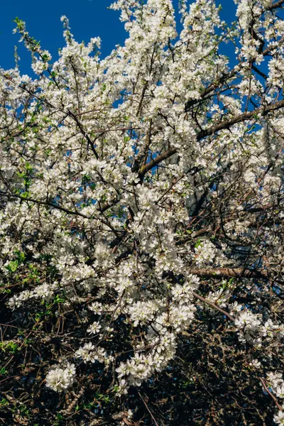Beyaz çiçekli Bahçe, erken ilkbaharda çiçek açan kiraz Şubesi.