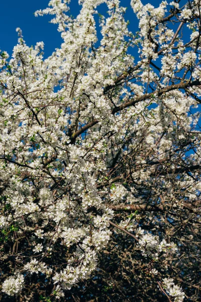 Beyaz çiçekli Bahçe, erken ilkbaharda çiçek açan kiraz Şubesi.