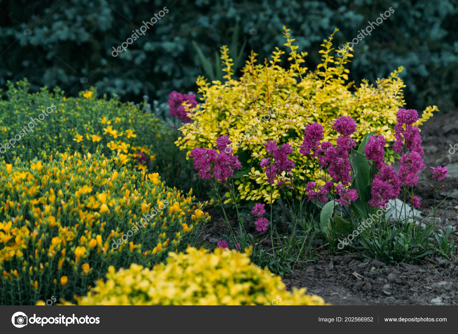 Pink Purple And Yellow Flowers Grow In The Garden Botanical Garden Stock Photo Image By C Neyao Pink Purple And Yellow Flowers Grow In The Garden Botanical Garden Stock Photo Image By C Neyao
