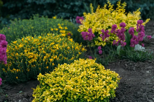 pembe, mor ve sarı çiçekler bahçede büyür. Botanik Bahçesi