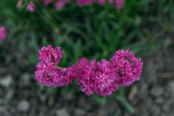 Roze, paarse bloemen groeien in de tuin. Botanische tuin — Stockfoto