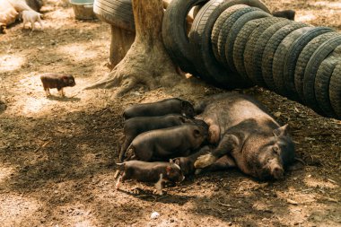 Fertile sow lying on straw and piglets suckling.farm, tires, zoo cultivation of pigs. mini pig Korean guinea pigs Vietnamese pigs clipart