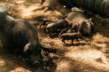 Yalan saman ve domuz yavruları suckling.farm, lastikler, Hayvanat Bahçesi yetiştirme domuz doğurgan dişi domuz. Mini domuz Kore eskiden şiling şimdi pigs Vietnamca domuzlar