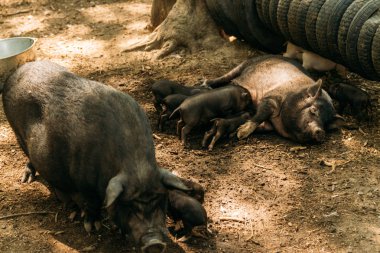 Yalan saman ve domuz yavruları suckling.farm, lastikler, Hayvanat Bahçesi yetiştirme domuz doğurgan dişi domuz. Mini domuz Kore eskiden şiling şimdi pigs Vietnamca domuzlar