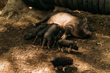 Yalan saman ve domuz yavruları suckling.farm, lastikler, Hayvanat Bahçesi yetiştirme domuz doğurgan dişi domuz. Mini domuz Kore eskiden şiling şimdi pigs Vietnamca domuzlar