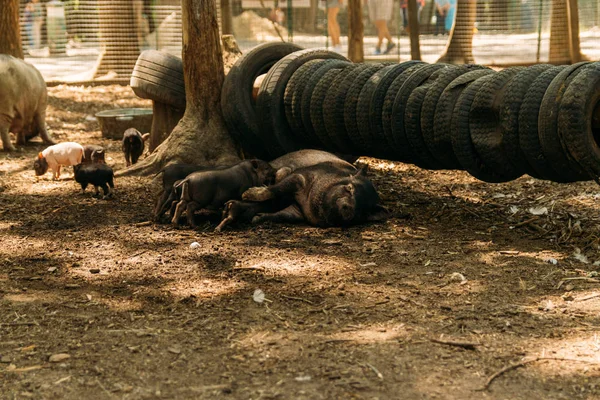 わらと豚 Suckling Farm タイヤ 豚の動物園栽培に横たわっている肥沃な種をまく ミニ豚韓国モルモット ベトナム豚 — ストック写真