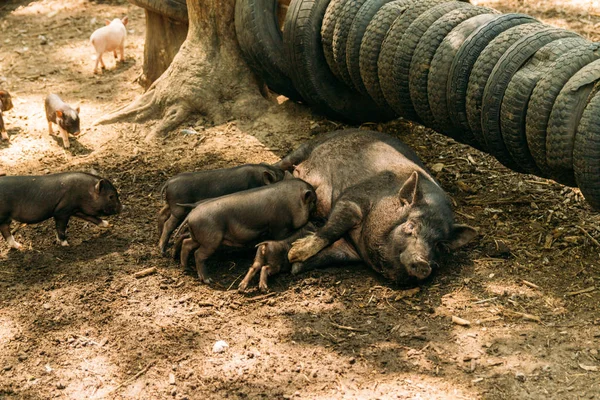 Yalan saman ve domuz yavruları suckling.farm, lastikler, Hayvanat Bahçesi yetiştirme domuz doğurgan dişi domuz. Mini domuz Kore eskiden şiling şimdi pigs Vietnamca domuzlar