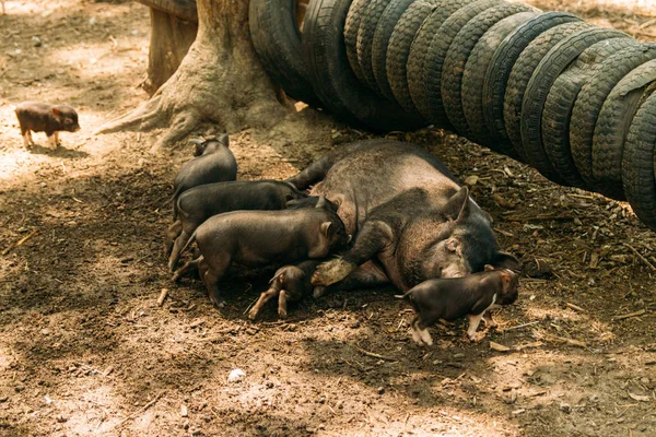 Плодородная Свинья Лежит Соломе Поросята Suckling Farm Шины Зоопарк Выращивания — стоковое фото