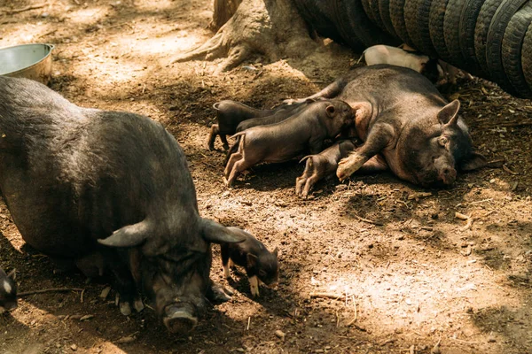 Yalan saman ve domuz yavruları suckling.farm, lastikler, Hayvanat Bahçesi yetiştirme domuz doğurgan dişi domuz. Mini domuz Kore eskiden şiling şimdi pigs Vietnamca domuzlar