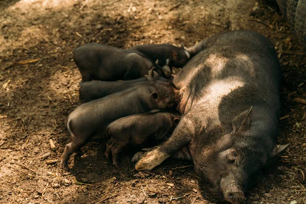 Fertile sow lying on straw and piglets suckling.farm, zoo cultivation of pigs. mini pig Korean guinea pigs Vietnamese pigs