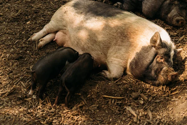 Verimli ekmek saman ve domuz yavruları suckling.farm, domuz Hayvanat Bahçesi ekimi yalan. Mini domuz Kore eskiden şiling şimdi pigs Vietnamca domuzlar