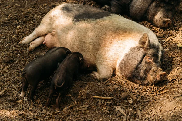 Verimli ekmek saman ve domuz yavruları suckling.farm, domuz Hayvanat Bahçesi ekimi yalan. Mini domuz Kore eskiden şiling şimdi pigs Vietnamca domuzlar