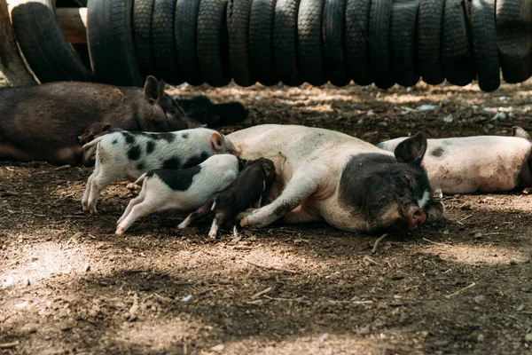 Cerda Fértil Acostada Sobre Paja Lechones Suckling Farm Neumáticos Cultivo — Foto de Stock