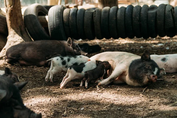 わらと豚 Suckling Farm タイヤ 豚の動物園栽培に横たわっている肥沃な種をまく ミニ豚韓国モルモット ベトナム豚 — ストック写真