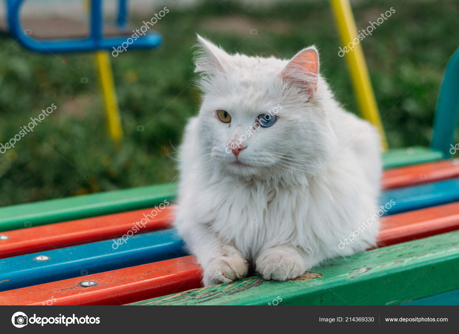A Cute White Kitten With Different Colored Eyes White Cat Deaf