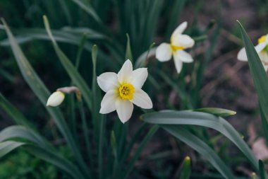 iki beyaz nergis Bahar çiçeği park.spring