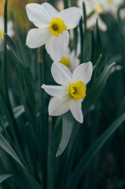 iki beyaz nergis Bahar çiçeği park.spring