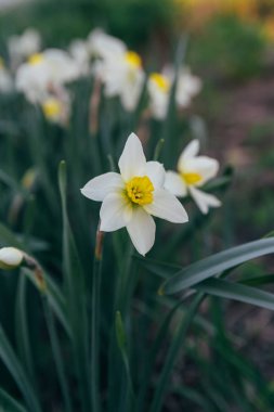 birçok beyaz nergis Bahar çiçeği park.spring