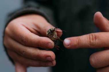 bir çocuğun elinde bir böcek. Çocuk bir Mayıs böceği, doğada, bir horsetail.rural child.child kirli eller doğa eğitimi almıştır. böceklerin dünya keşfetmek