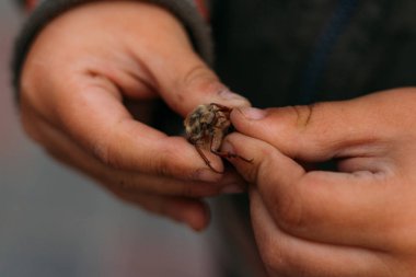 bir çocuğun elinde bir böcek. Çocuk bir Mayıs böceği, doğada, bir horsetail.rural child.child kirli eller doğa eğitimi almıştır. böceklerin dünya keşfetmek