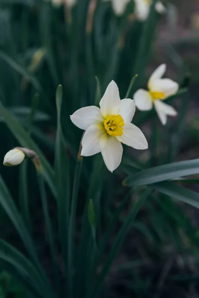 Два белых цветка весны нарцисса в парке. — стоковое фото