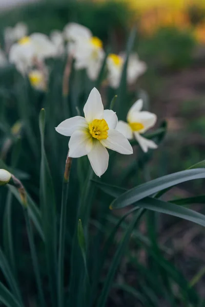 Muchos Daffodil blanco flor de primavera en park.spring — Foto de Stock