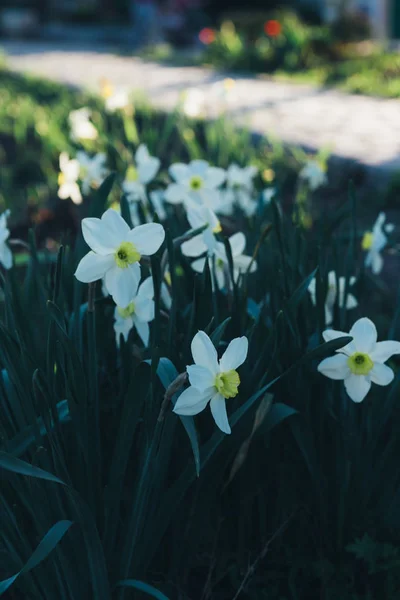 Viele weiße Narzissen blühen im Frühling im Park. im Garten neben dem Haus — Stockfoto