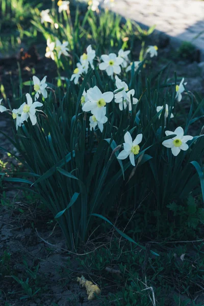 Muchos Daffodil blanco flor de primavera en park.spring — Foto de Stock