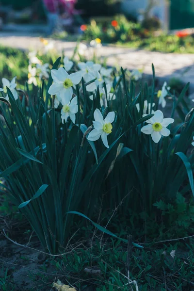 Viele weiße Narzissen blühen im Frühling — Stockfoto