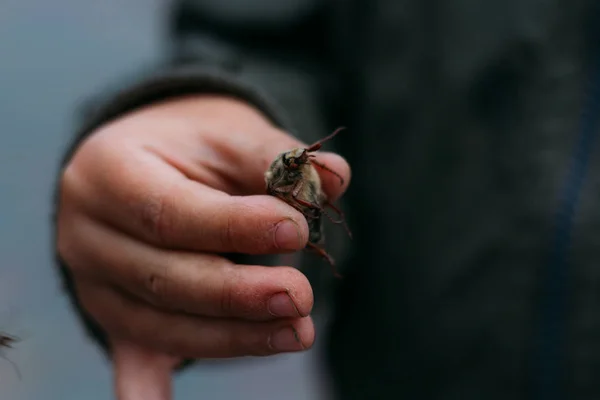 Egy bogár, kezében a gyermek. A gyermek tartja a piszkos kéz a május bogár, egy horsetail.rural child.child a természetben, természet tanulmányozása. feltárása a világ a rovarok — Stock Fotó
