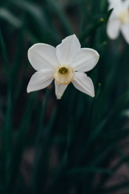 park.spring içinde bir sarı nergis Bahar çiçeği