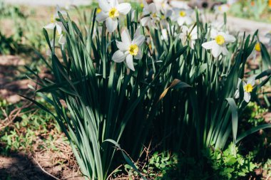 birçok beyaz nergis Bahar çiçeği park.spring