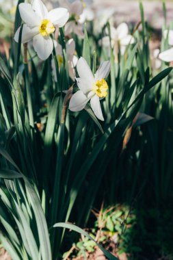 birçok beyaz nergis Bahar çiçeği park.spring