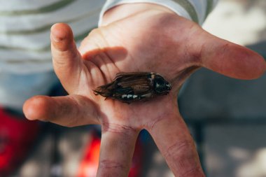 ölü böcek death.a bilincini bir çocuğun elinde beetle. Çocuk bir Mayıs böceği, doğada, bir horsetail.rural child.child kirli eller doğa eğitimi almıştır. dünya keşfetmek