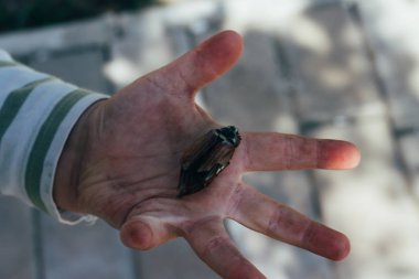 ölü böcek death.a bilincini bir çocuğun elinde beetle. Çocuk bir Mayıs böceği, doğada, bir horsetail.rural child.child kirli eller doğa eğitimi almıştır. dünya keşfetmek
