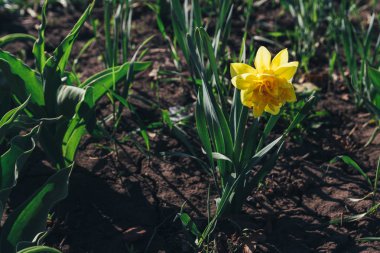park.spring içinde bir sarı nergis Bahar çiçeği