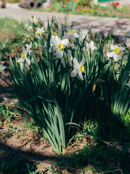 Birçok beyaz nergis Bahar çiçeği park.spring — Stok fotoğraf