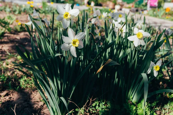 Birçok beyaz nergis Bahar çiçeği park.spring — Stok fotoğraf