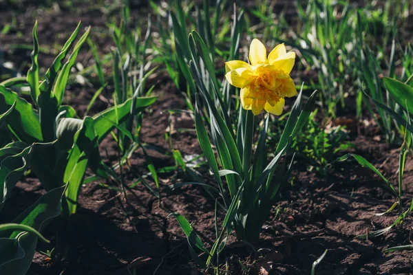 Una Flor Primavera Narciso Amarillo Park Spring — Foto de Stock