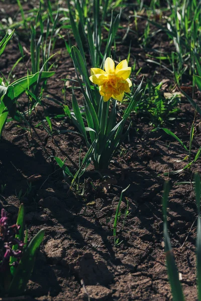 一个黄色的水仙花春天在公园开花 — 图库照片