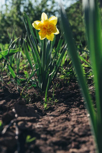 Eine Gelbe Narzissenblüte Park Spring — Stockfoto