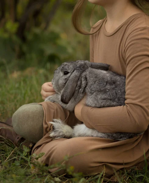 Een Grijze Konijn Zit Het Meisje Haar Armen Zittend Het — Stockfoto