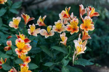 Coşkulu turuncu Alstroemeria kolay gidiyor ve gösteri güçlü ve pervasive.orange çiçekler için geliştirilen bahçelerinde yetişir, lily alstroemeria büyümek bahçede