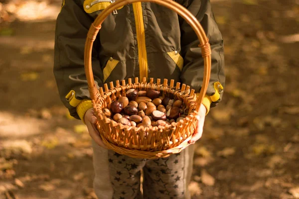 Keranjang dengan biji pohon ek dan kain wol di tangan seorang anak, musim gugur . — Stok Foto