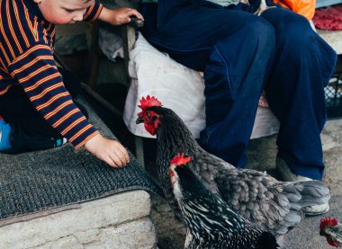 Tavuk besleme. Çocuk ve adam elinden siyah bir tavuğa kırmızı tarak ile beslenir. Tarım