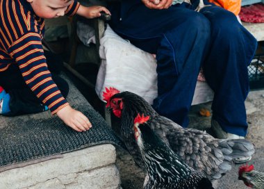 Tavuk besleme. Çocuk ve adam elinden siyah bir tavuğa kırmızı tarak ile beslenir. Tarım