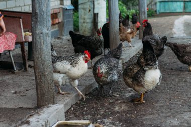 köy, tavuk kaçıyor. Tavuk besleme. adam beslenen elinden siyah bir tavuğa kırmızı bir tarak. Tarım
